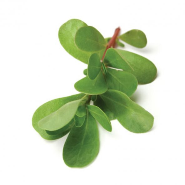 Paket Semiz Otu Tohumu Semizotu Tohumu 700 Tohum+ To ürün görseli