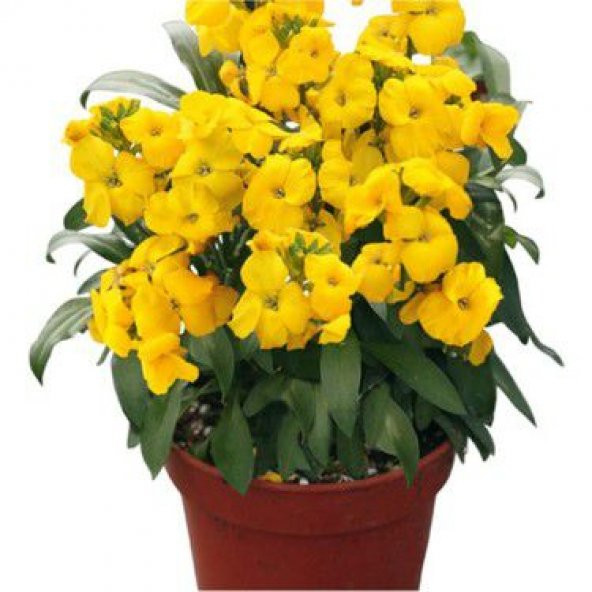 Sarı Şebboy Çiçeği Tohumu Çiçek Tohumu 10 Adet Tohum + Tohu ürün görseli