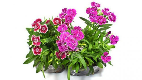 Bodur Karışık Karanfil Çiçeği Tohumu 10 Tohum + Tohum ürün görseli