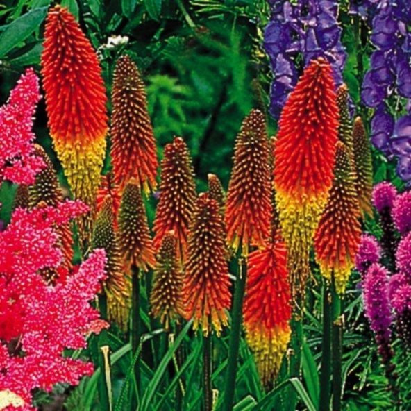 Fener Çiçeği Tohumu Kniphofia Uvaria Tohumu 10Tohum+Saksı+Topra