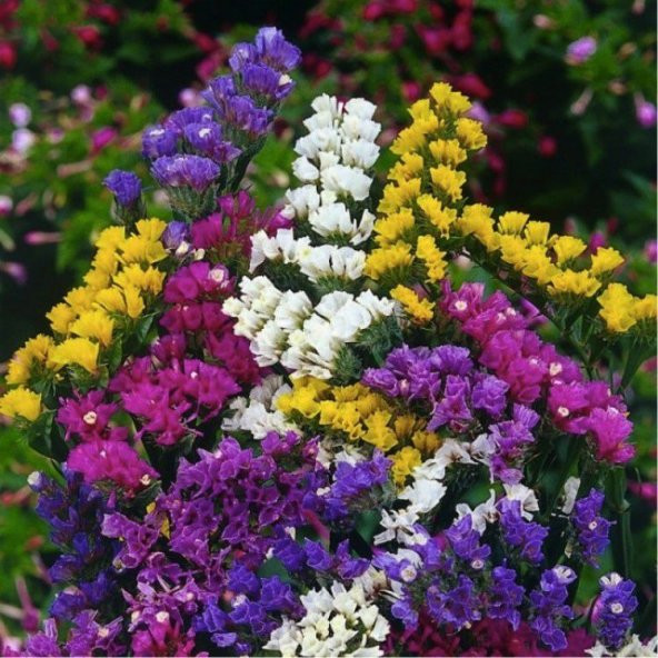 Karaşık Renkli Deniz Lavantası Çiçeği Tohumu 10 Tohum+Saksı+Topra ürün görseli