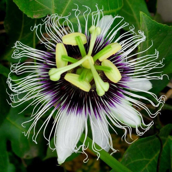 Passiflora Çiçeği Tohumu Çarkıfelek Çiçeği Thumu 3 Tohum+ T