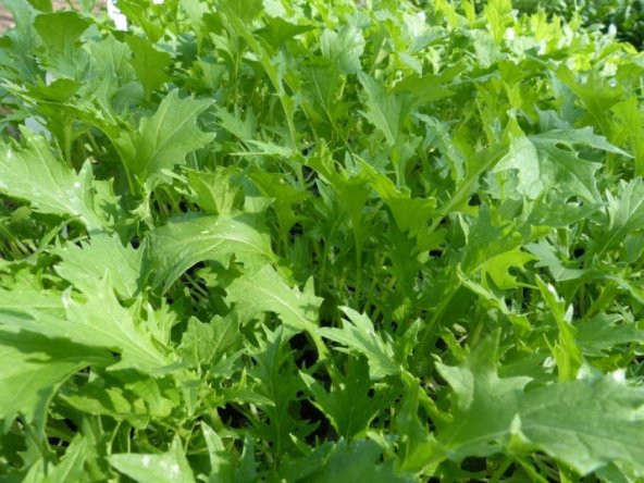Bahçe Teresi Tohumu Garden Cress 100Tohum + Tohum