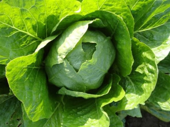 Paris Island Marul Tohumu Göbekli Marul Tohumu 100 Tohum+ ürün görseli 1