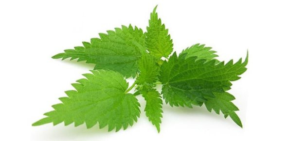 Isırgan Otu Tohumu 100 Tohum +Spriz Tohum ürün görseli