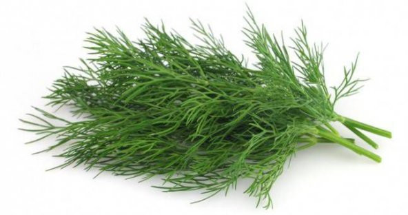 Sebze Dere Otu Tohum Dereotu Tohumu 100 Tohum + Spriz Tohu ürün görseli