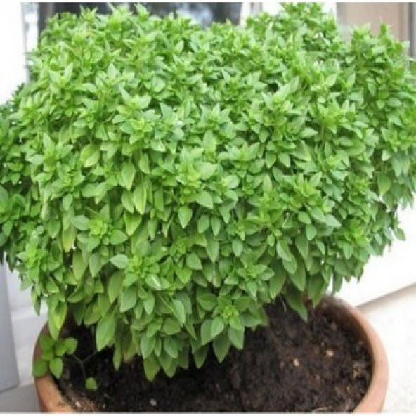 Reyhan Çiçeği Tohumu Top Reyhan Tohumu 15 Tohum +Saksı+Toprak+Hed ürün görseli 1