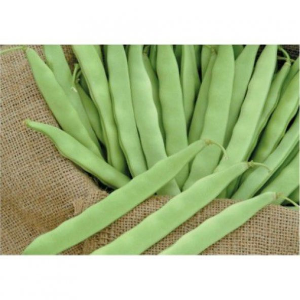 Kılçıksız Yediveren Fasulye Tohumu Fasulye Tohumu 15 Tohum+ ürün görseli