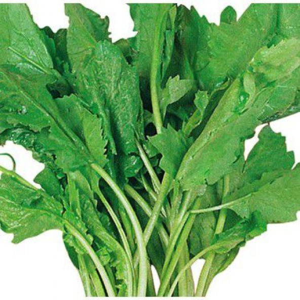 Yerli İri Boy Geniş Yapraklı Tere Tohumu 100 Adet Tohum + ürün görseli