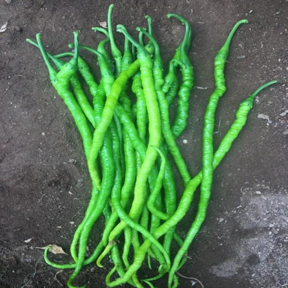 Sivri Acı Kıl Biber Tohumu Kıl Biber Tohumu 25 Tohum+ Tohum ürün görseli