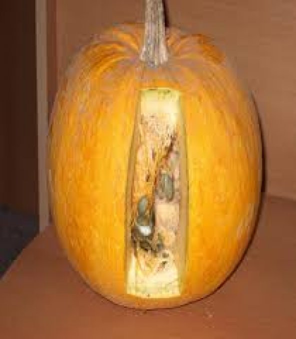 65 Adet Tohum Eko Paket Çekirdeklik Nevşehir Kabak Çekirdeği Tohu - Resim 2