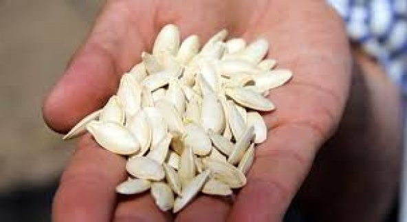 65 Adet Tohum Eko Paket Çekirdeklik Nevşehir Kabak Çekirdeği Tohu - Resim 3