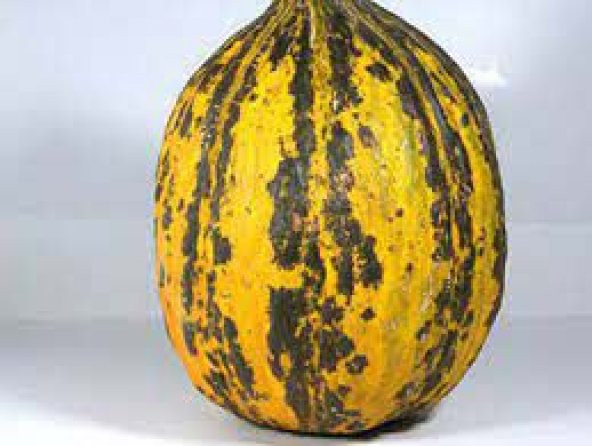 Kırkağaç İnce Kabuk Altınbaş Kavun Tohumu 15 Tohum + Tohum ürün görseli