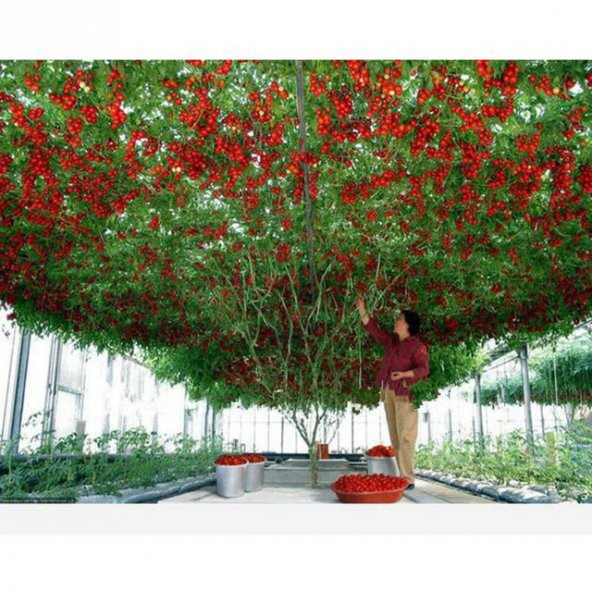 Eko Paket İtalyan Domates Ağacı Tohumu 35 Tohum + Tohum ürün görseli