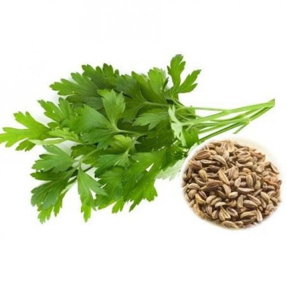 Geniş Yapraklı İtalyan Maydonoz Tohumu 250 Tohum + Tohum ürün görseli 1