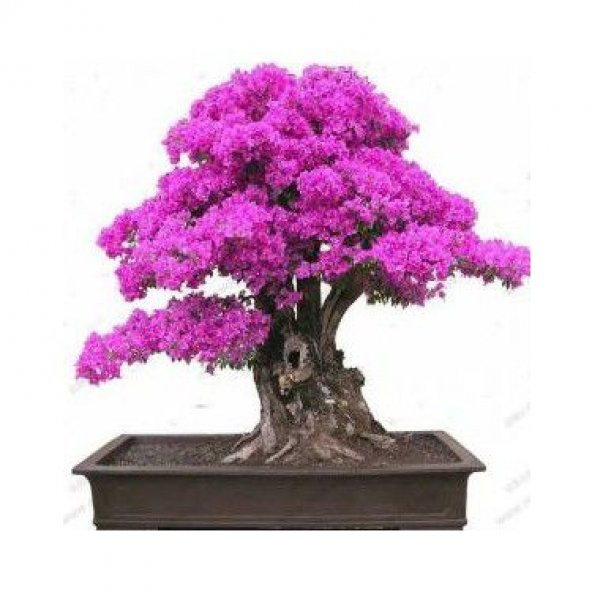 Bodur Bonsai Erguvan Ağacı Tohumu 5 Tohum +Saksı+Toprak+ To