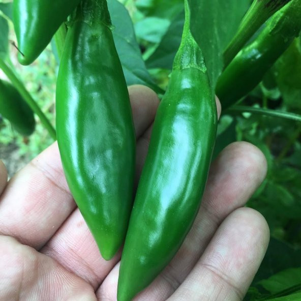 Balık Biber Tohumu Acı Balık Biber Tohumu 20 Tohum + Tohum ürün görseli