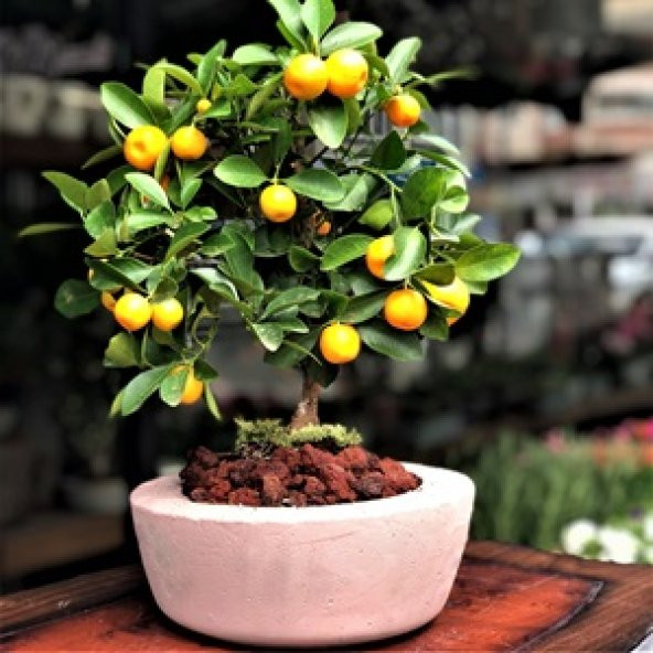 Bodur Bonsai Mandalina Ağacı Tohumu 5 Tohum + Tohum