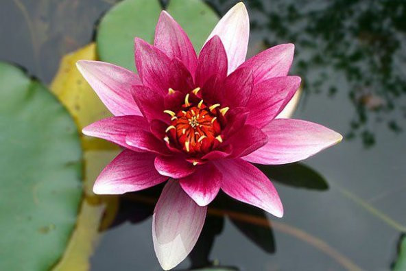 Lotus Çiçeği Tohum Nilüfer Çiçeği Tohumu 1 Tohum + Spriz T