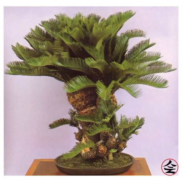 Bodur Bonsai Palmiye Ağacı Tohum 3 Tohum +Saksı+Toprak+ Toh