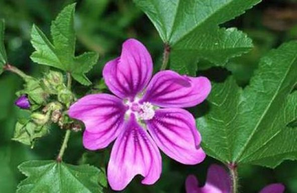 Ebe Gümeci Tohum Ebegömeci Tohum 20 Tohum + Tohum ürün görseli