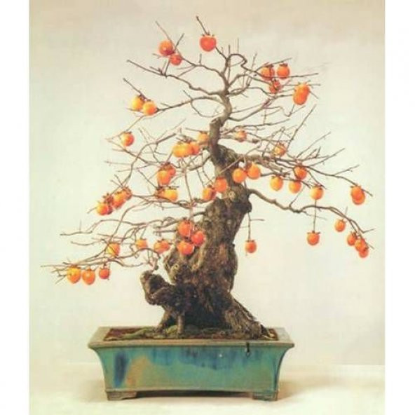 Bodur Bonsai Hurma Ağacı Tohumu 2 Adet Tohum + Tohum