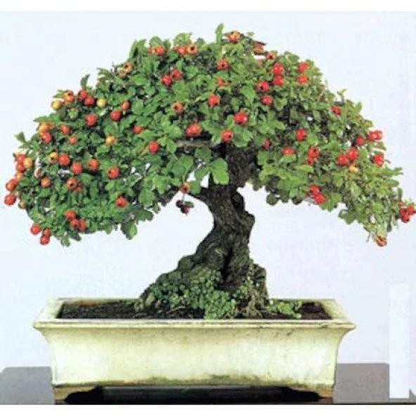 Bodur Bonsai Kırmızı Alıç Ağacı Tohumu 10 Tohum +Saksı+Toprak+Hed - 1