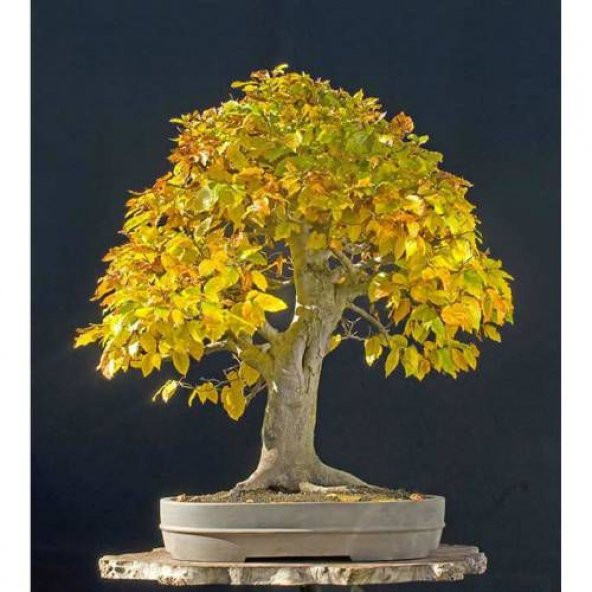 Bodur Bonsai Sarı Alıç Ağacı Tohumu 10 Tohum + Tohum ürün görseli