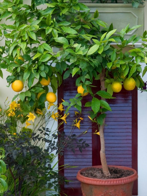 Bodur Bonsai Limon Ağacı Tohumu 5 Tohum +Saksı+Toprak+ Tohu - 2