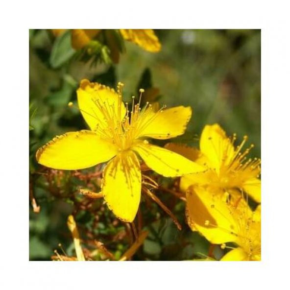 Sarı Kantaron Otu Tohumu Kantaron Tohumu 165 Tohumu + Tohu ürün görseli