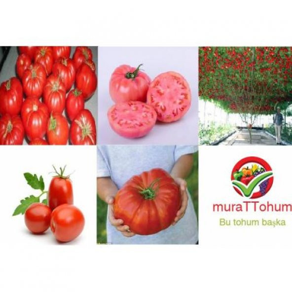 Eko Paket 5 Farklı Domates Tohumu + Bonsai Ağacı Toh