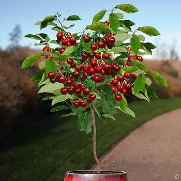 Bodur Bonsai İri Napolyon Kiraz Ağacı Tohumu 5 Tohum +