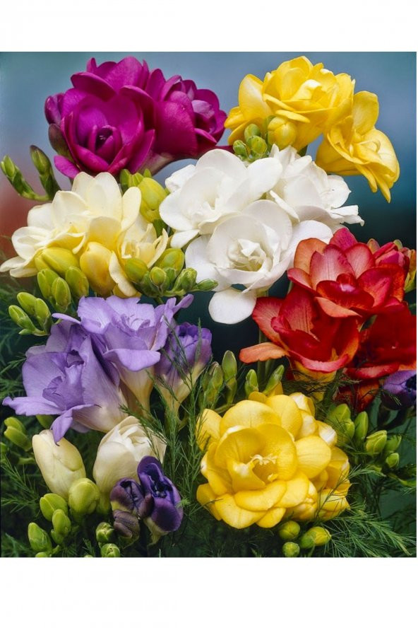 Karışık Renk Katmerli Frezya Çiçeği Soğanı 5 Adet