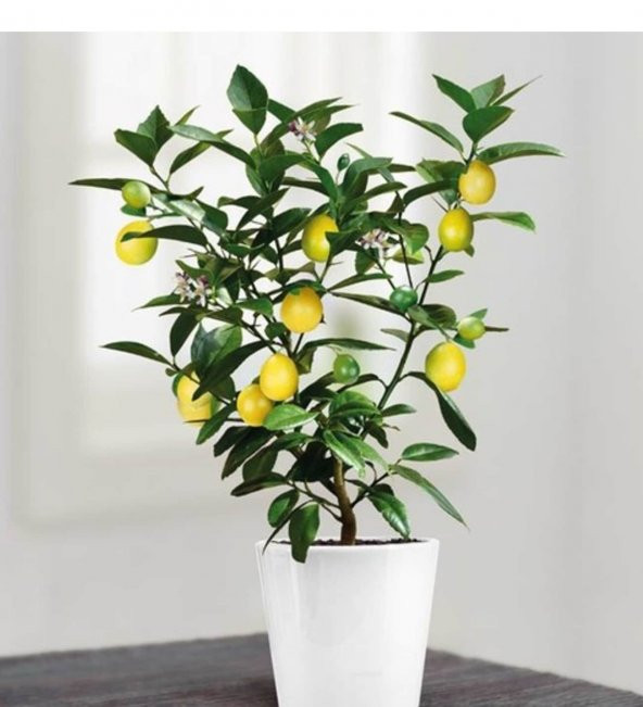 Bodur Limon Bonzai Ağacı Tohumu 4lü Paket