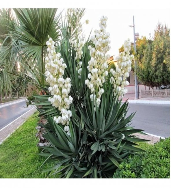 Avize Çiçeği Yucca Tohumu