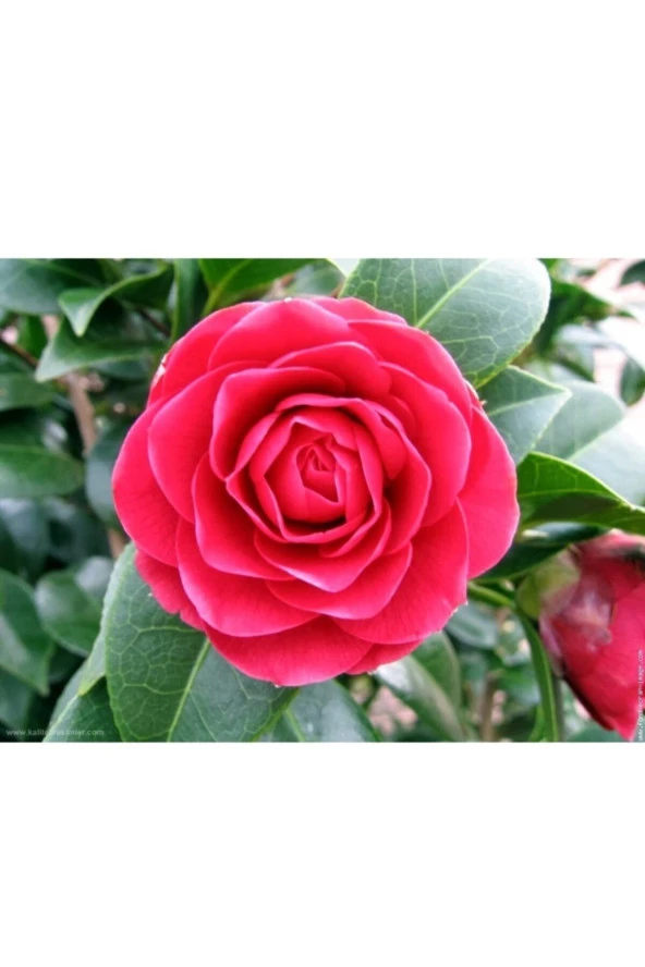Kamelya (camellia japonica) Çiçeği Tohum