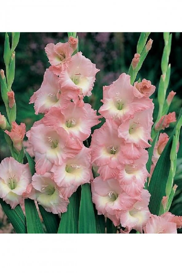 Pembe Glayöl Soğanı 5 Adet