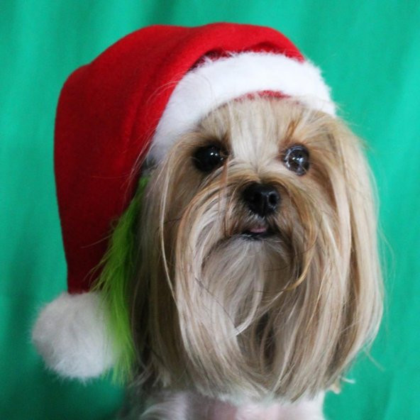 Max Küçük Boy Köpeklere Uygun Noel Şapkası M - 2