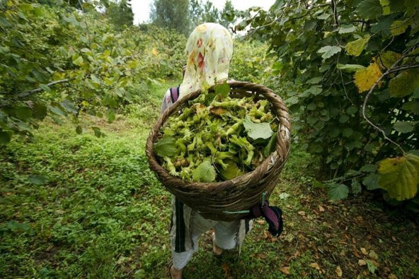 Kıtırtı Kavrulmuş Doğal İç Fındık Vakumlu Paket 250 gr - 4