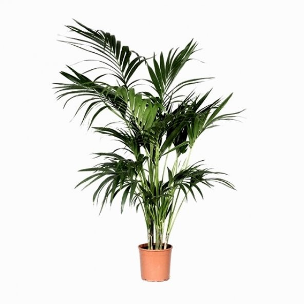 Kentia Palmiyesi - Kentya Palmiyesi -  150-170 Cm Boyunda - 1