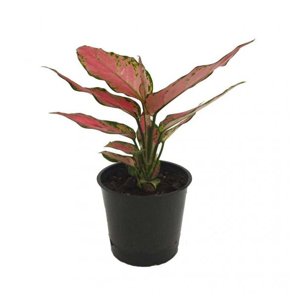 Aglaonema (12 Cm Saksıda)