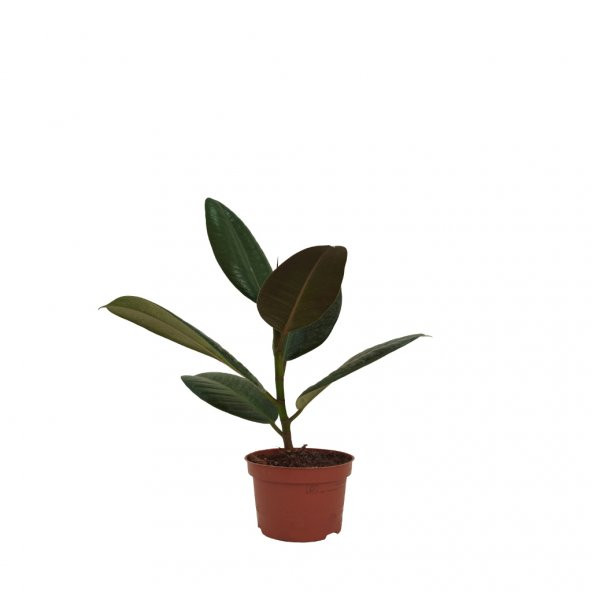 Ficus Elastica Robusta – Kauçuk Bitkisi - 12 Cm Plastik Saksıda
