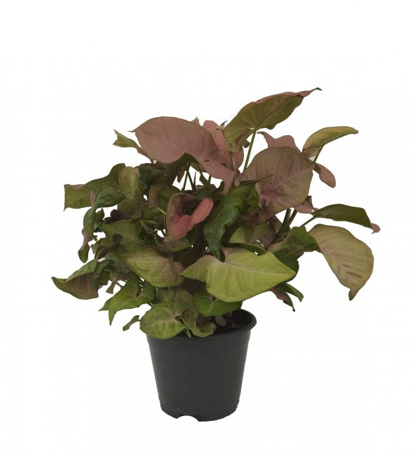 Syngonium Red - Ok Başı Sarmaşığı - 14 Cm Plastik Saksıda