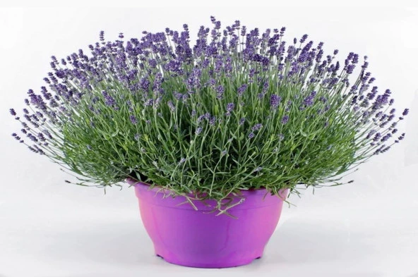 Lavanta Çiçeği Tohumu (100 Adet) - 4