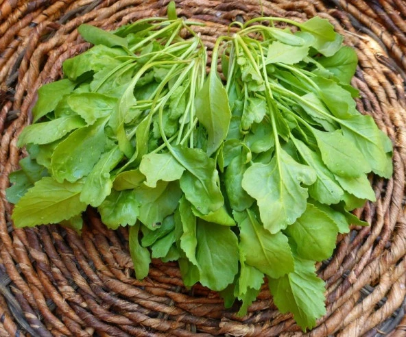 BT Buter Tere Tohumu (10 Gr) Geniş Yapraklı Tere - 2