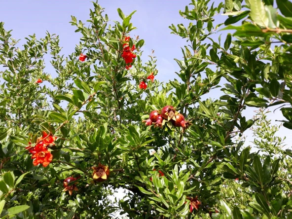 MAXIMA | MİKRO BİTKİ BESİN MADDELERİ KARIŞIMI 1 KG - 2