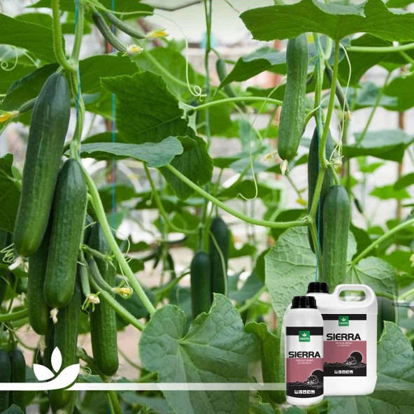Sierra Tuzluluk Giderici 5 Litre - 2