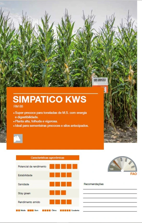 70 Günlük Silaj Mısır Tohumu-Simpatico-KWS-En Erkenci Mısır - 5