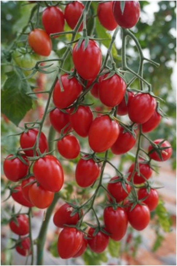 Flores F1 (Sırık Çeri Domates) Hibrit Tohum (1000 adet) - Resim 3