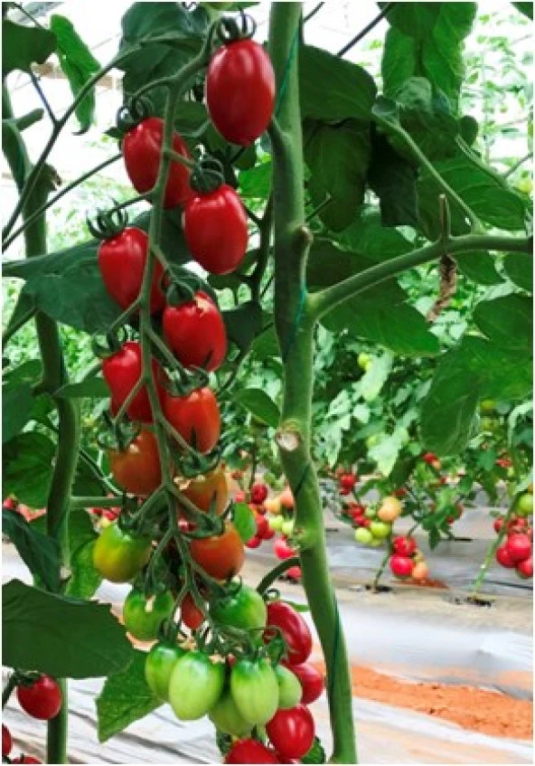 Flores F1 (Sırık Çeri Domates) Hibrit Tohum (1000 adet) - Resim 4